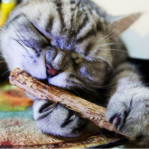 5pcs Cat Chew Toys with Catnip