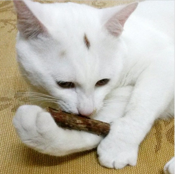 5pcs Cat Chew Toys with Catnip